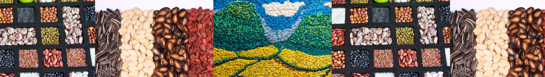 photos of seeds in various arrangements - separated into containers, lined up in a row, and in the shape of a landscape